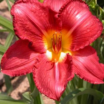 Лилейник Hemerocallis ‘Charles Johnston’